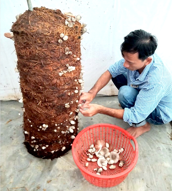 Lạ mà hay: Trồng nấm rơm dạng trụ, nấm mọc la liệt bán lại đắt